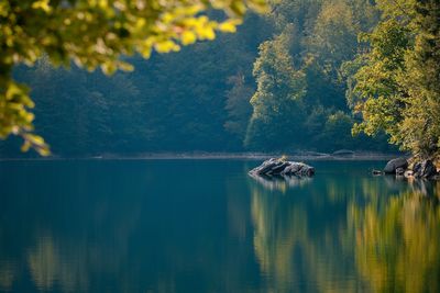 Reflection of trees on a lake