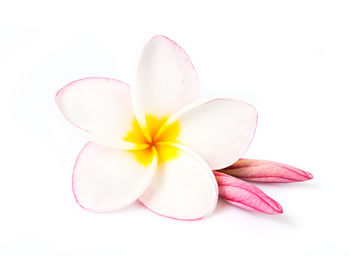 Close-up of pink flower over white background