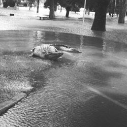 Duck swimming in water