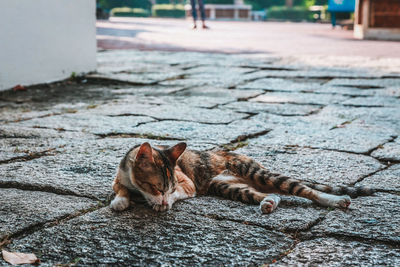 Close-up of cat lying on footpath