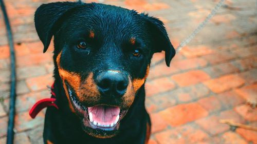 Close-up portrait of black dog