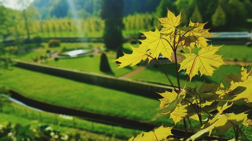 Close-up of yellow maple leaves on tree