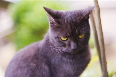 Close-up portrait of black cat