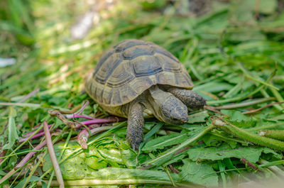 Sunlit tortoise slowly moves its paws on green plants. bright summer landscape.