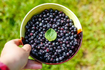 Female hand holding circle bowl of blueberry, bilberry, showing and giving it. green natural blurr
