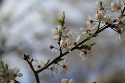 Close-up of cherry blossoms