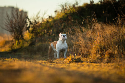 Dog standing in a field