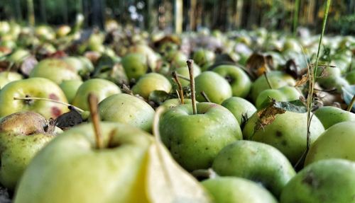 Close-up of apples