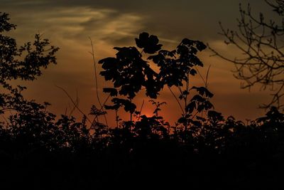 Silhouette of plants at sunset
