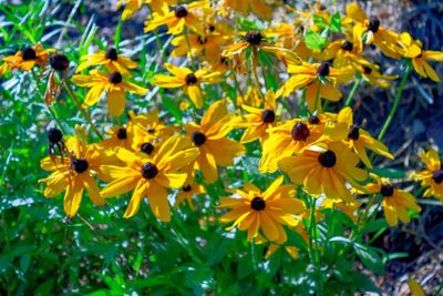 Close-up of yellow flower