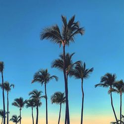 Low angle view of coconut palm trees against blue sky