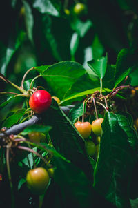 Close-up of cherries growing on tree