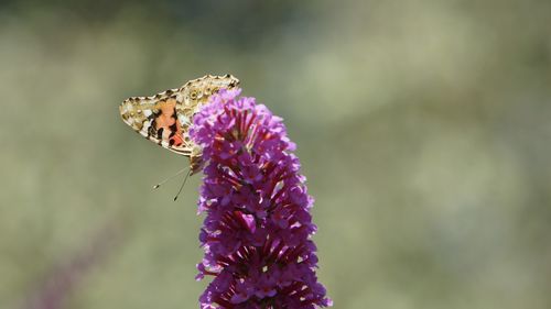 Close-up of butterfly pollinating on purple flower