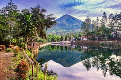 Reflection of trees in water