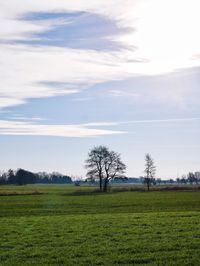 Scenic view of grassy field against sky