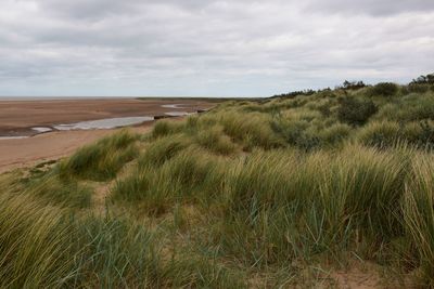 View of grasses on a sandy beach on a windy day