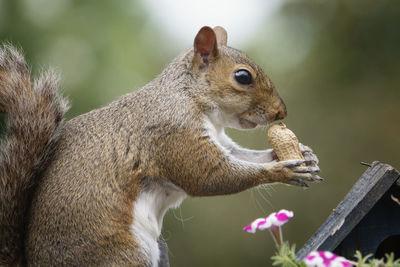 Close-up of squirrel