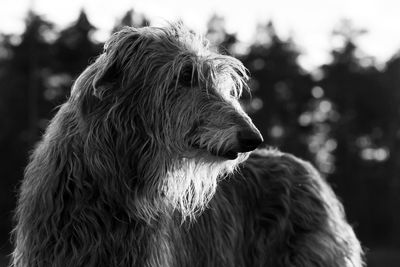 Close-up of a dog looking away