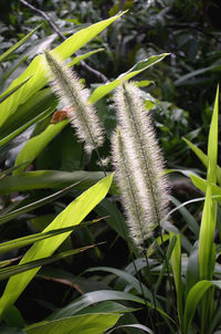 Close-up of spider on web against plants