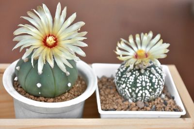 Close-up of white daisy flowers on table