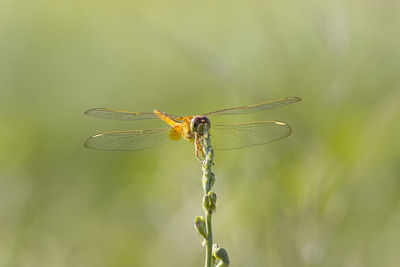 Close-up of dragonfly on plant