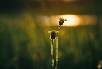 Close-up of flowers at sunset