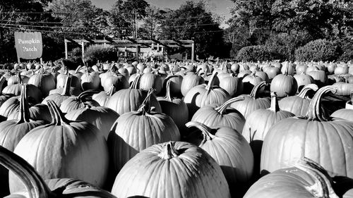 Pumpkin patch