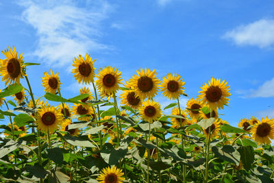 Close-up of sunflowers on field