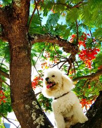 Low angle view of cat sitting on tree