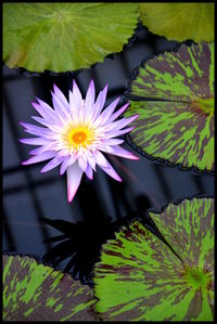 Close-up of lotus water lily