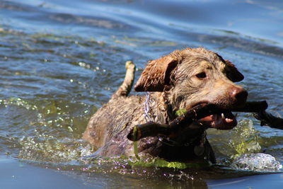 Close-up of dog in lake