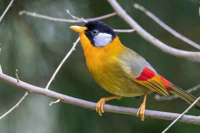 Close-up of bird perching on branch