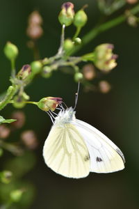 Close-up of butterfly pollinating on flower