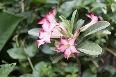 Close-up of pink flowering plant