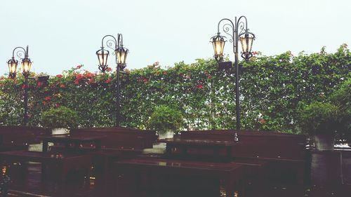 Illuminated street light against trees