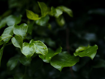 Close-up of green leaves