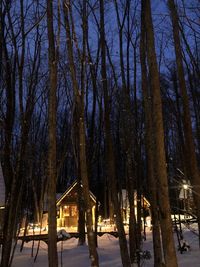 View of frozen trees in winter at night