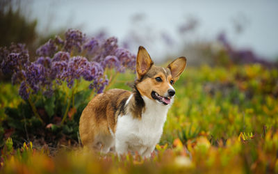 Pembroke welsh corgi standing on footpath against field