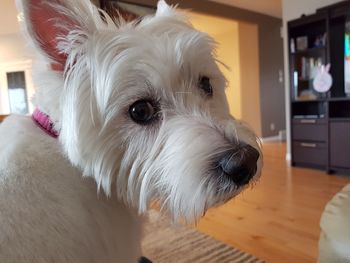 Close-up of a dog at home