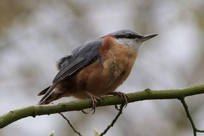 Close-up of bird perching on branch