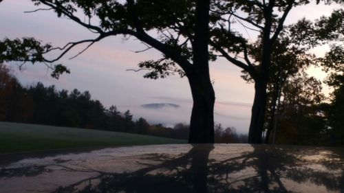 Trees on field