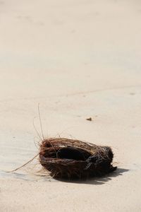 Close-up of crab on beach