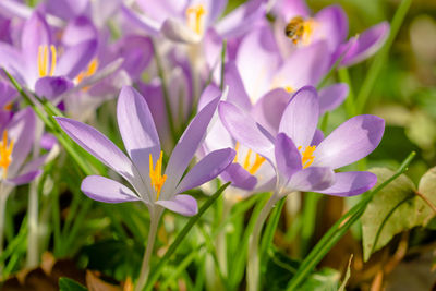 Close-up of purple crocus flowers