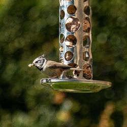 Close-up of bird perching on feeder