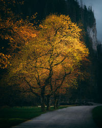 Trees in park during autumn