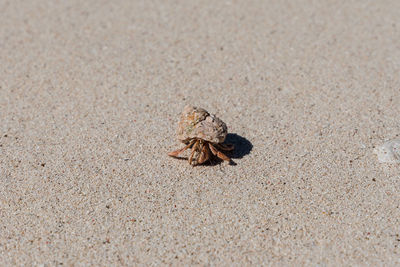 High angle view of crab on sand