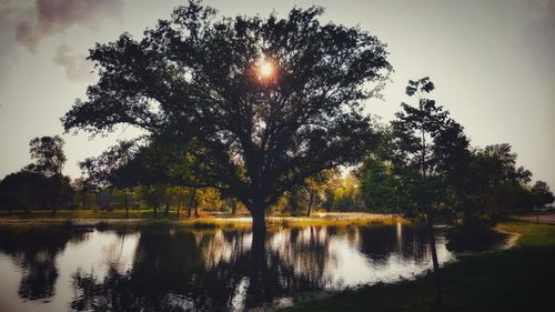 Trees by lake against sky