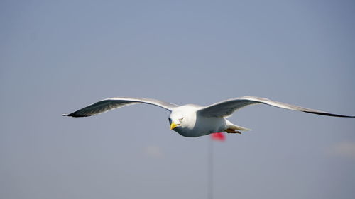 Low angle view of seagull flying