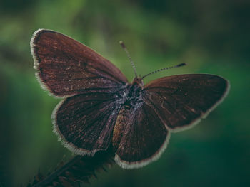 Close-up of butterfly pollinating flower