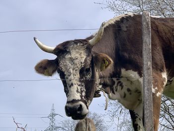 Portrait of a horse